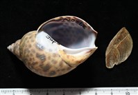 藏品(日本鳳螺)的圖片