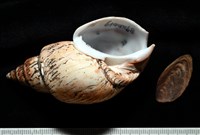 藏品(霧花鳳螺(華南鳳螺))的圖片