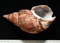 藏品(霧花鳳螺(華南鳳螺))的圖片