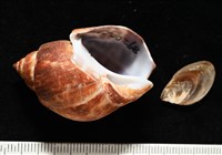 藏品(深溝鳳螺)的圖片