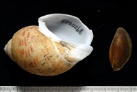 藏品(彩繪型深溝鳳螺)的圖片