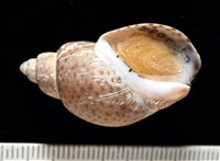 藏品(南非鳳螺)的圖片