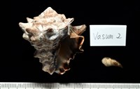 藏品(短拳螺)的圖片