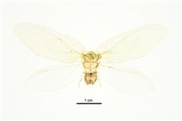 藏品(臺灣山蛉)的圖片