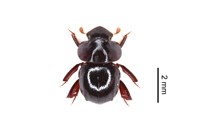 藏品(鈴木球金龜)的圖片