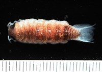 藏品(未知種狹長水虱)的圖片