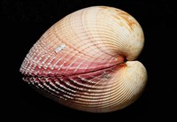 藏品(巨鳥尾蛤)的圖片