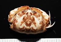 藏品(四斑饅頭蟹)的圖片