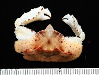 藏品(環狀(圓拱)隱足蟹)的圖片