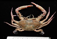 藏品(看守長眼蟹)的圖片