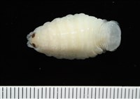 藏品(未知種縮頭水虱)的圖片