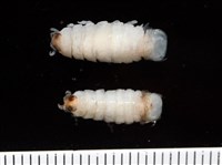 藏品(未知種縮頭水虱)的圖片