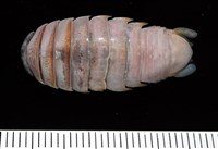 藏品(未知種紡錘水虱)的圖片