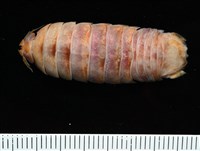 藏品(未知種羅司水虱)的圖片