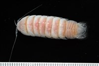 藏品(未知種浪漂水虱)的圖片