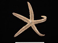 藏品(砂海星)的圖片