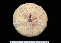 藏品(輻星肛海膽)的圖片