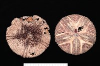 藏品(輻星肛海膽)的圖片