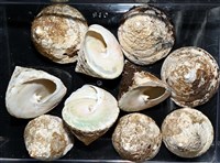 藏品(銀塔鐘螺)的圖片