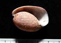 藏品(棗螺)的圖片