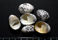 藏品(漁舟蜑螺)的圖片