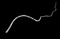 藏品(未知種瓣形纓腕蟲)的圖片