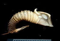 藏品(司氏鎧茗荷)的圖片