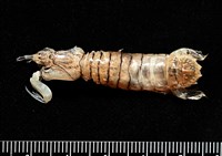藏品(白斑綠蝦蛄)的圖片
