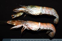 藏品(劍脊槍蝦)的圖片