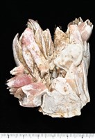 藏品(薄殼藤壺)的圖片