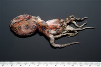 藏品(未知種藍環章魚)的圖片