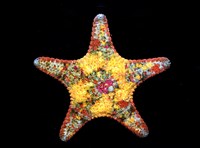 藏品(未知種花瘤海星 sp. 01)的圖片