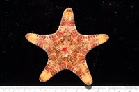 藏品(未知種花瘤海星 sp. 02)的圖片