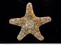 藏品(未知種瘤海星)的圖片