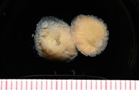 藏品(思氏不對稱鰓虱)的圖片