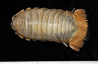 藏品(詹姆士巨深水虱)的圖片