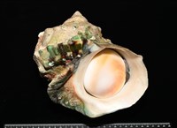 藏品(夜光蠑螺)的圖片