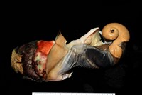 藏品(夜光蠑螺)的圖片