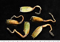 藏品(亞氏海豆芽)的圖片