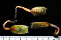 藏品(亞氏海豆芽)的圖片
