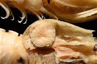 藏品(思氏不對稱鰓虱)的圖片