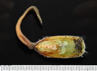 藏品(亞氏海豆芽)的圖片