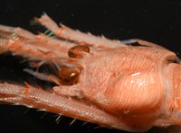 藏品(未知種鰓虱)的圖片