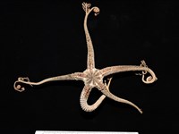 藏品(鞭枝蛇尾)的圖片