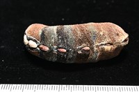 藏品(眼形隱板石鱉)的圖片