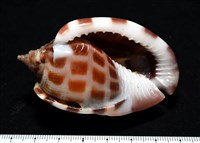 藏品(棋盤鬘螺)的圖片