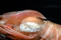 藏品(思氏不對稱鰓虱)的圖片