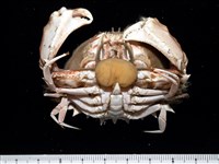 藏品(扁平多囊蟹奴)的圖片