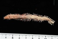 藏品(未知種沙蠶)的圖片