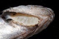 藏品(未知種縮頭水虱)的圖片